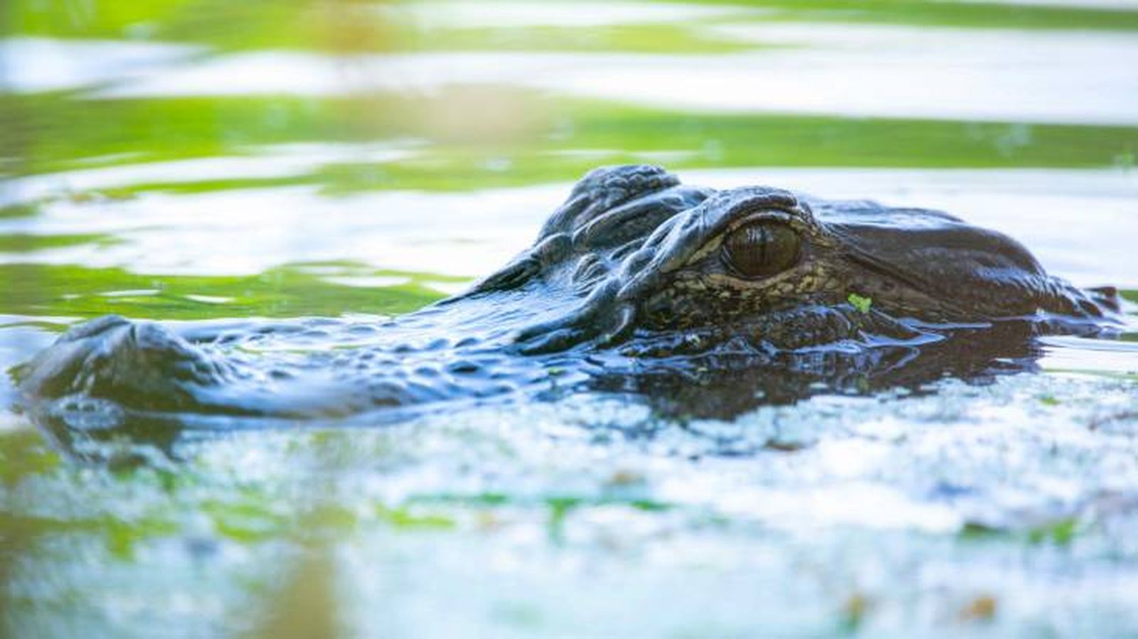caimanes hibernan bruman