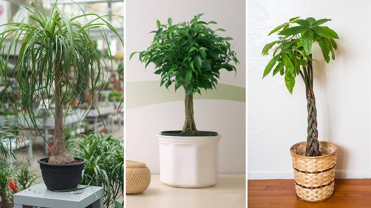 plantas interior con tallo decorativo xl