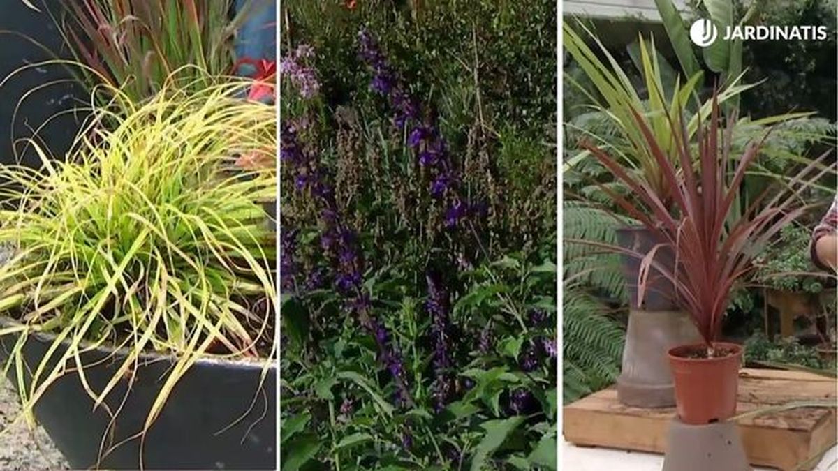 plantas otono entrada casa carex oshimensis everillo salvia guaranitica oxalis triangularis