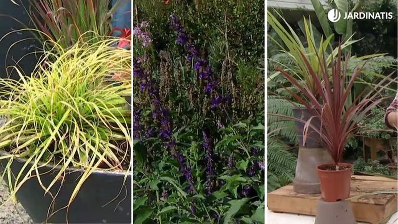 plantas otono entrada casa carex oshimensis everillo salvia guaranitica oxalis triangularis
