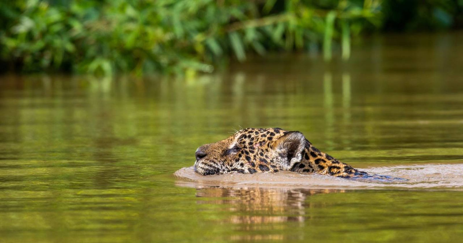 El jaguar pertenece al género Panthera y puede encontrarse en América