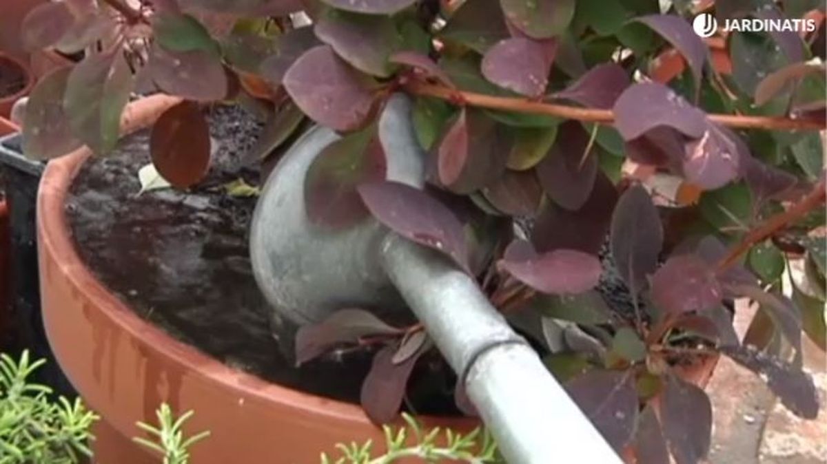 regar berberis o agracejo rojo roja0025