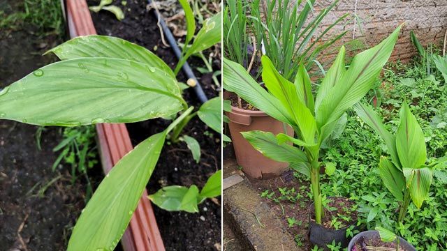 cultivo de la curcuma