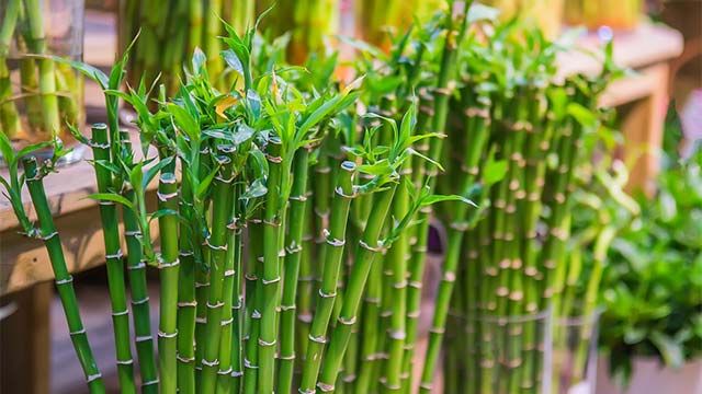 bambu de la suerte