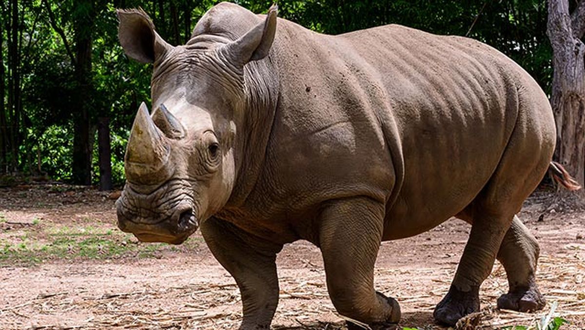 rinoceronte 2 andando