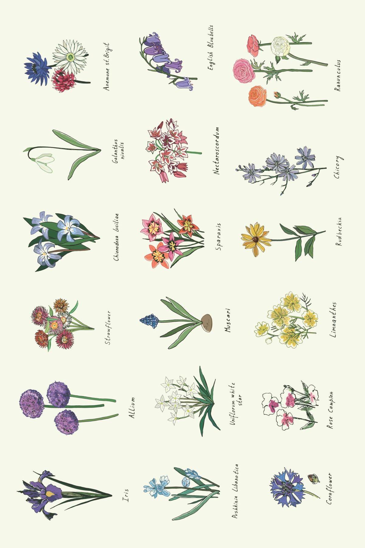 Ilustración de flores con los nombres debajo.