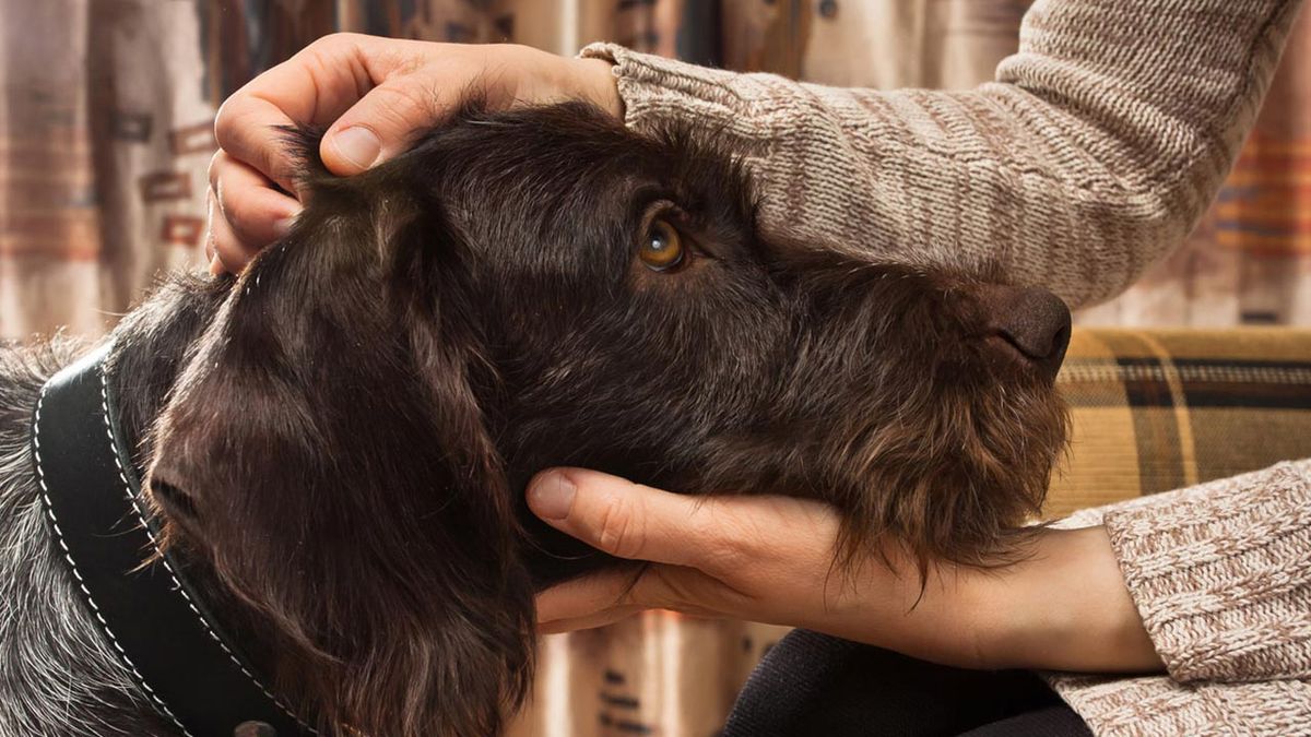 cosas que a tu perro no le gustan mascotas 2