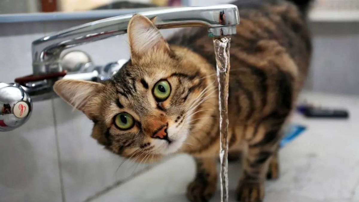 por que mi gato bebe mucha agua 1 (1)