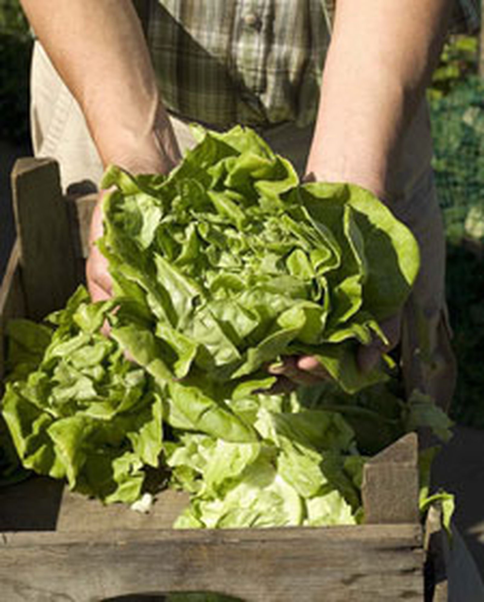 lechuga l