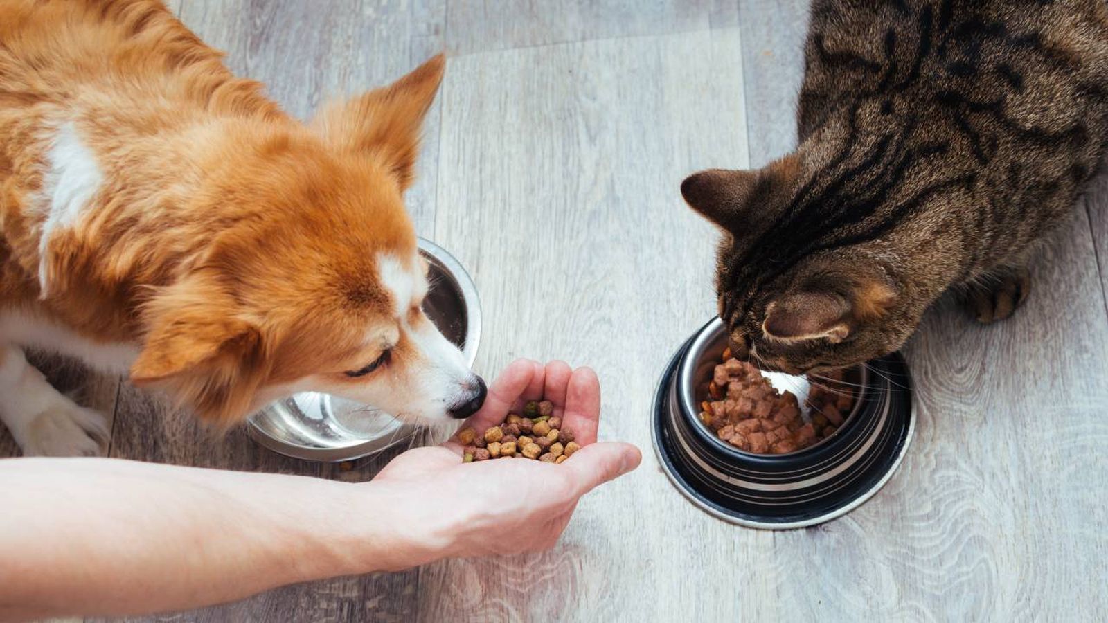 puedo mezclar la comida de perros y gatos