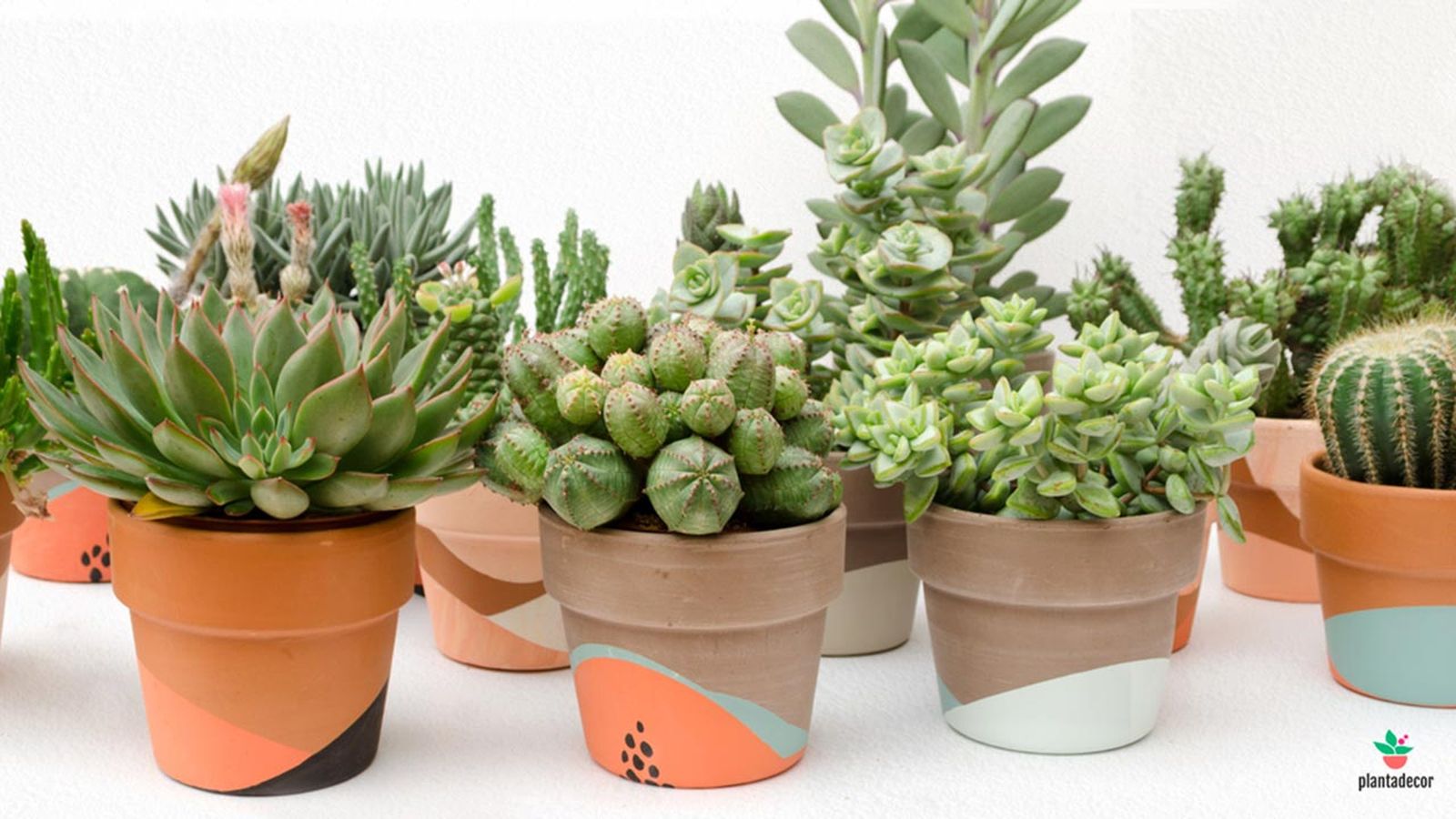 plantas crasas cactus suculentas que son macetas ana