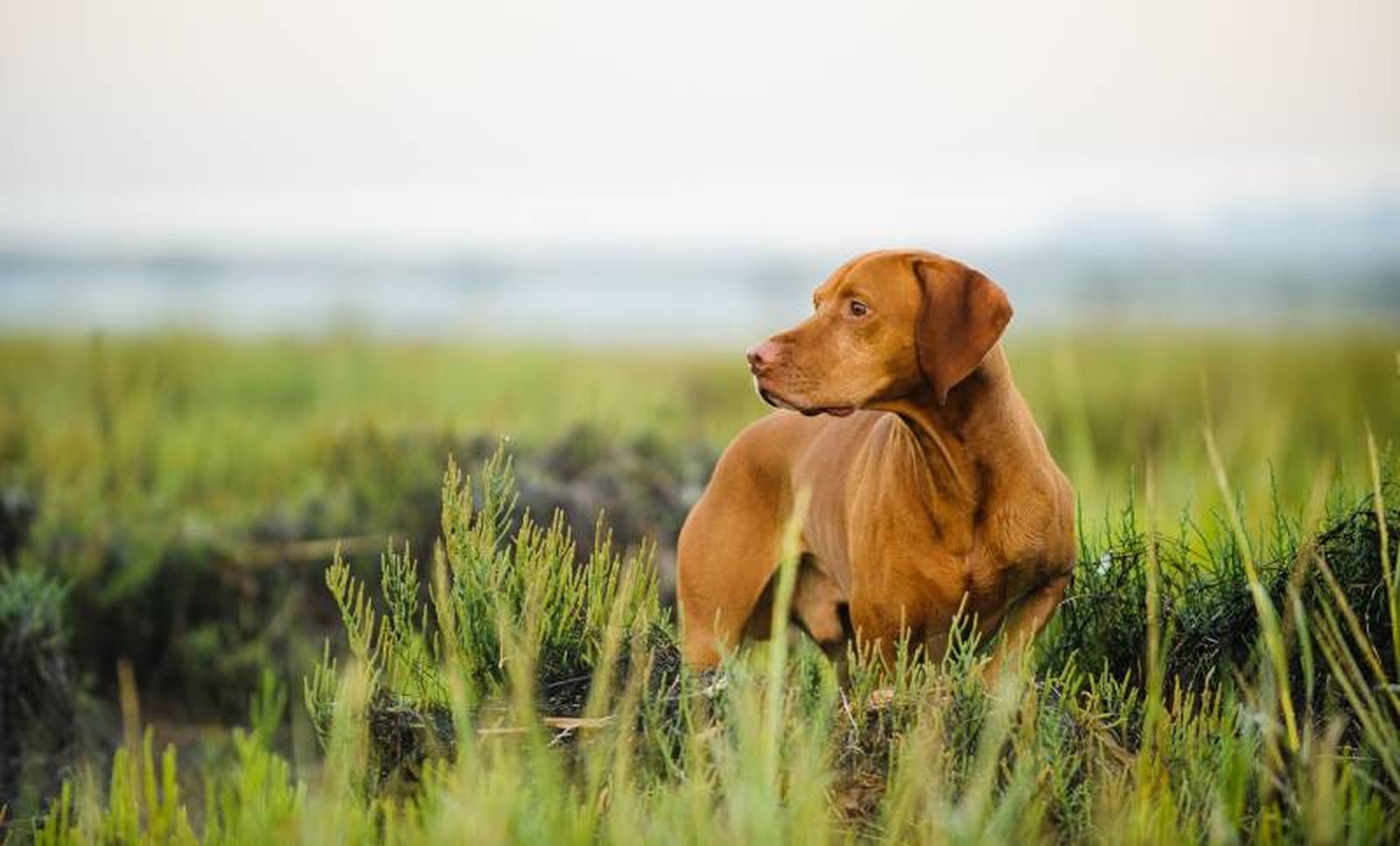 El vizsla necesita practicar ejercicio a diario.