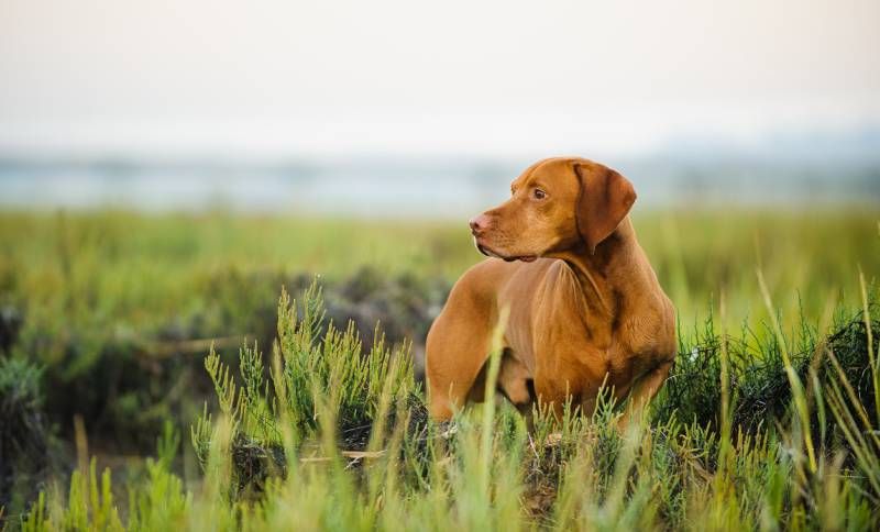 El vizsla necesita practicar ejercicio a diario.