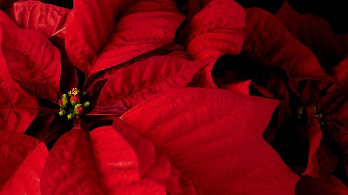 Las brácteas de la flor de Pascua atraen a los polinizadores hacia las pequeñas flores amarillas