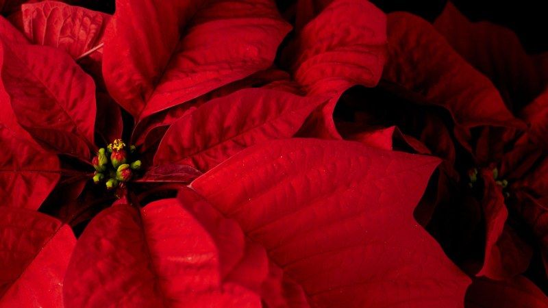 Las brácteas de la flor de Pascua atraen a los polinizadores hacia las pequeñas flores amarillas