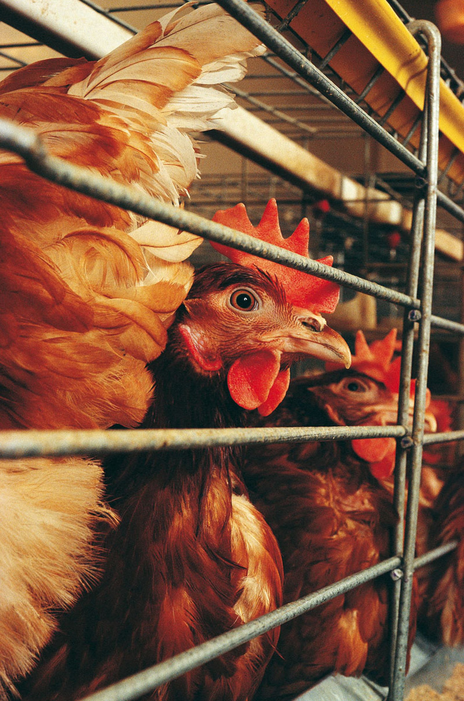 gallina ponedora jaula bateria xl