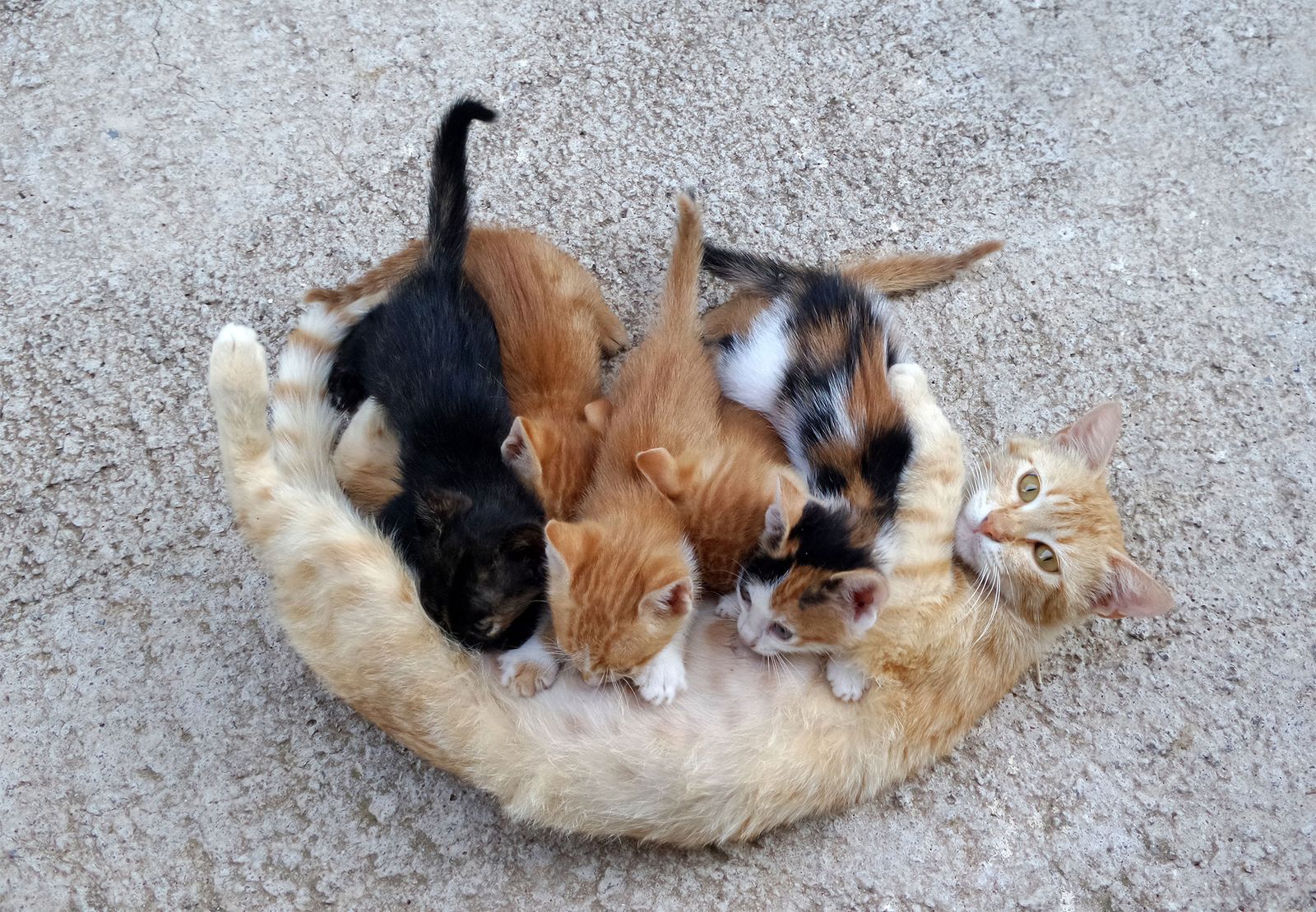 gatos callejeros CEC Capturar Esterilizar Soltar camadas