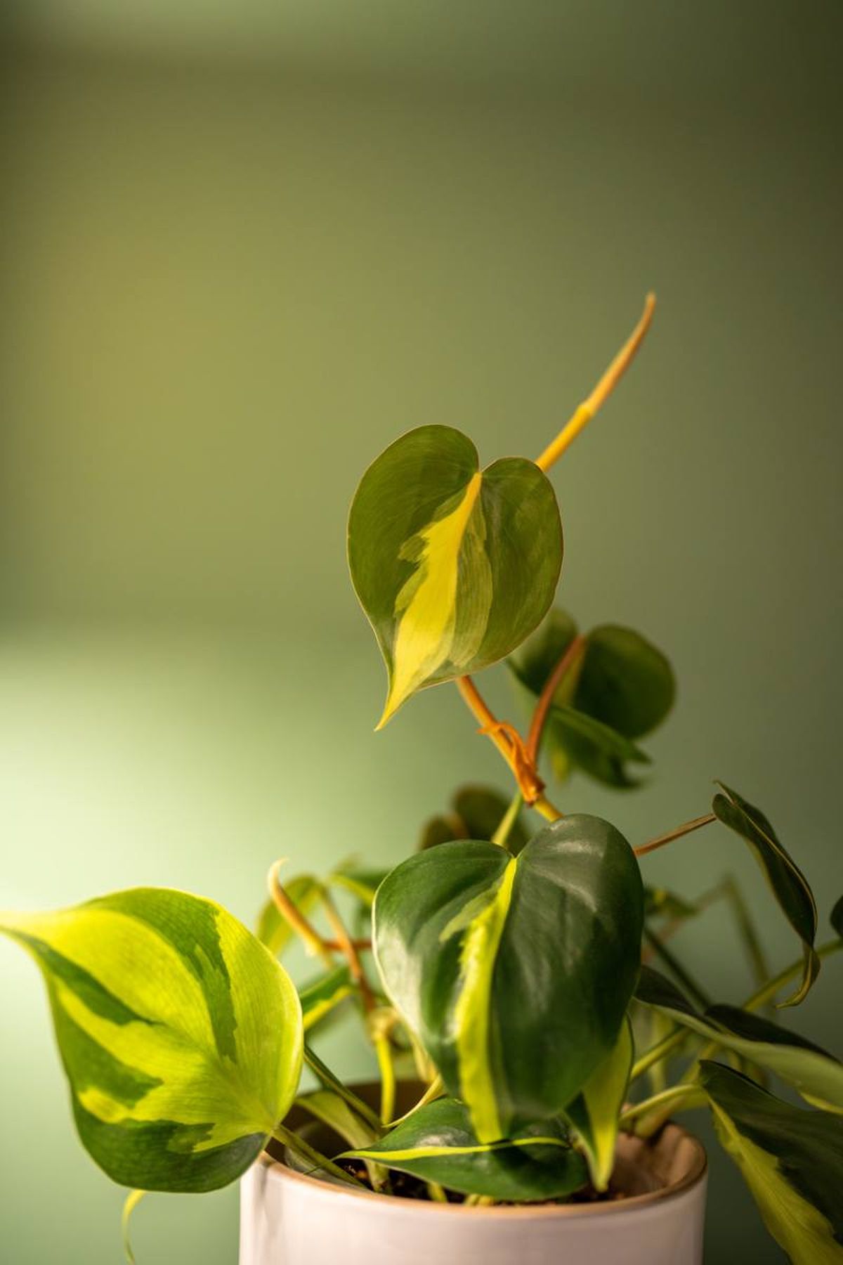 Philodendron scandens Brasil