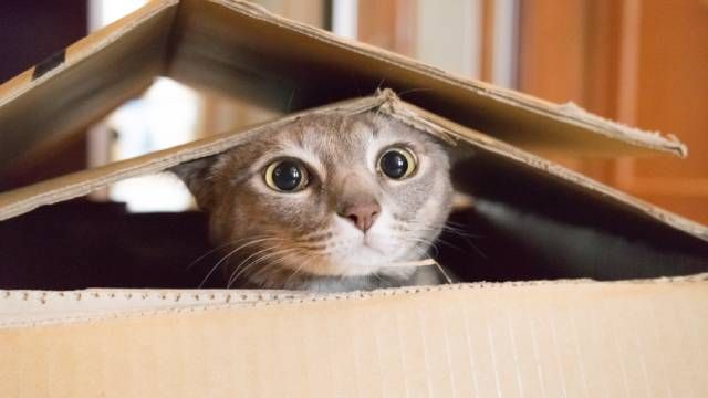 gato (1)