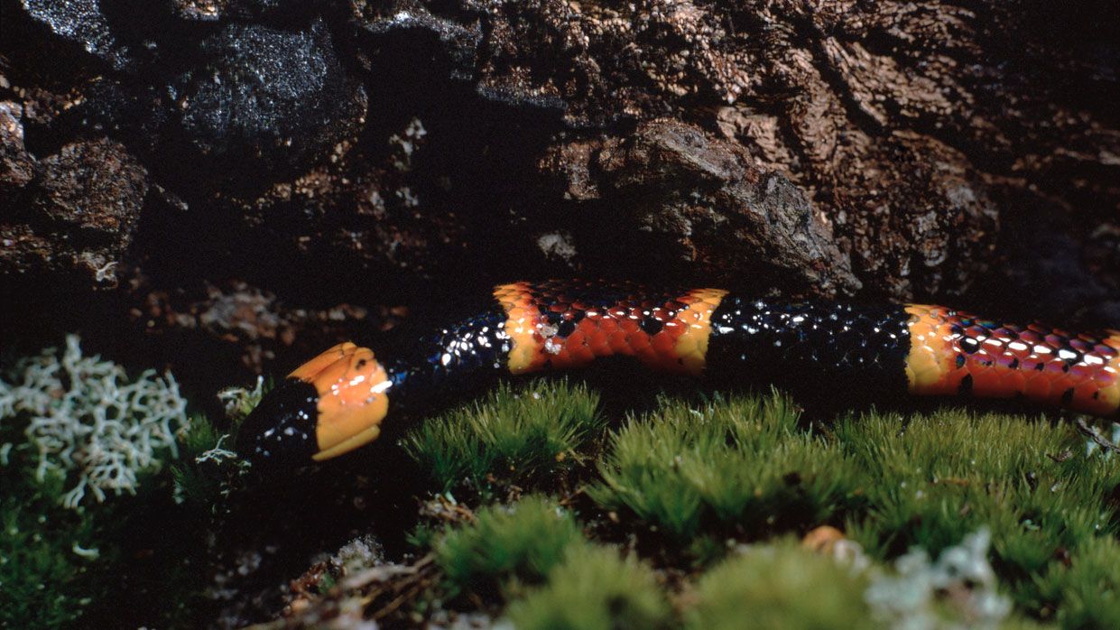 serpiente coral