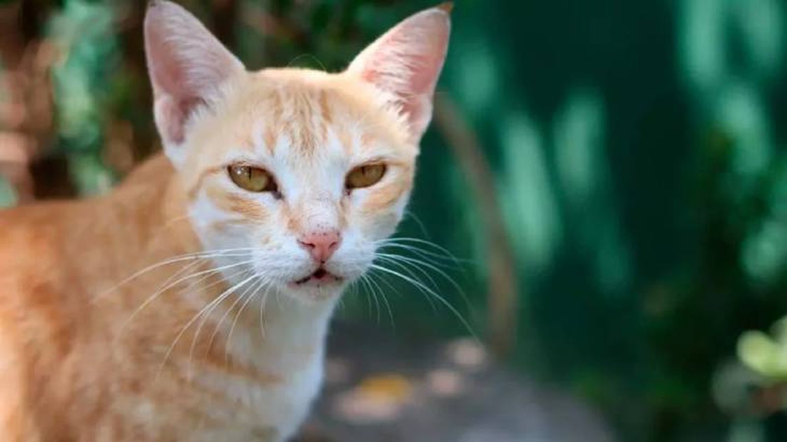 gatos japoneses ceilan (1)