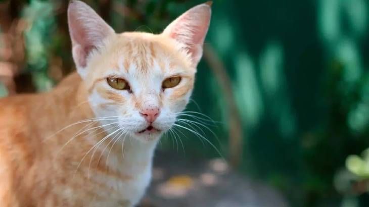 gatos japoneses ceilan (1)