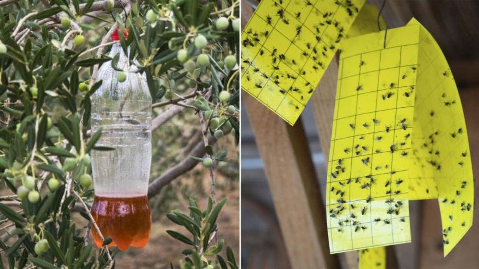 Trampas para moscas caseras