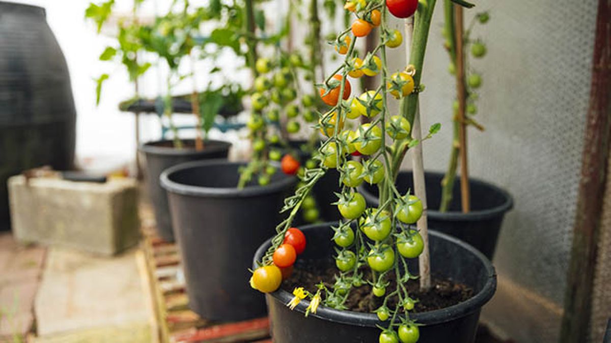 como cultivar hortalizas en moquetas