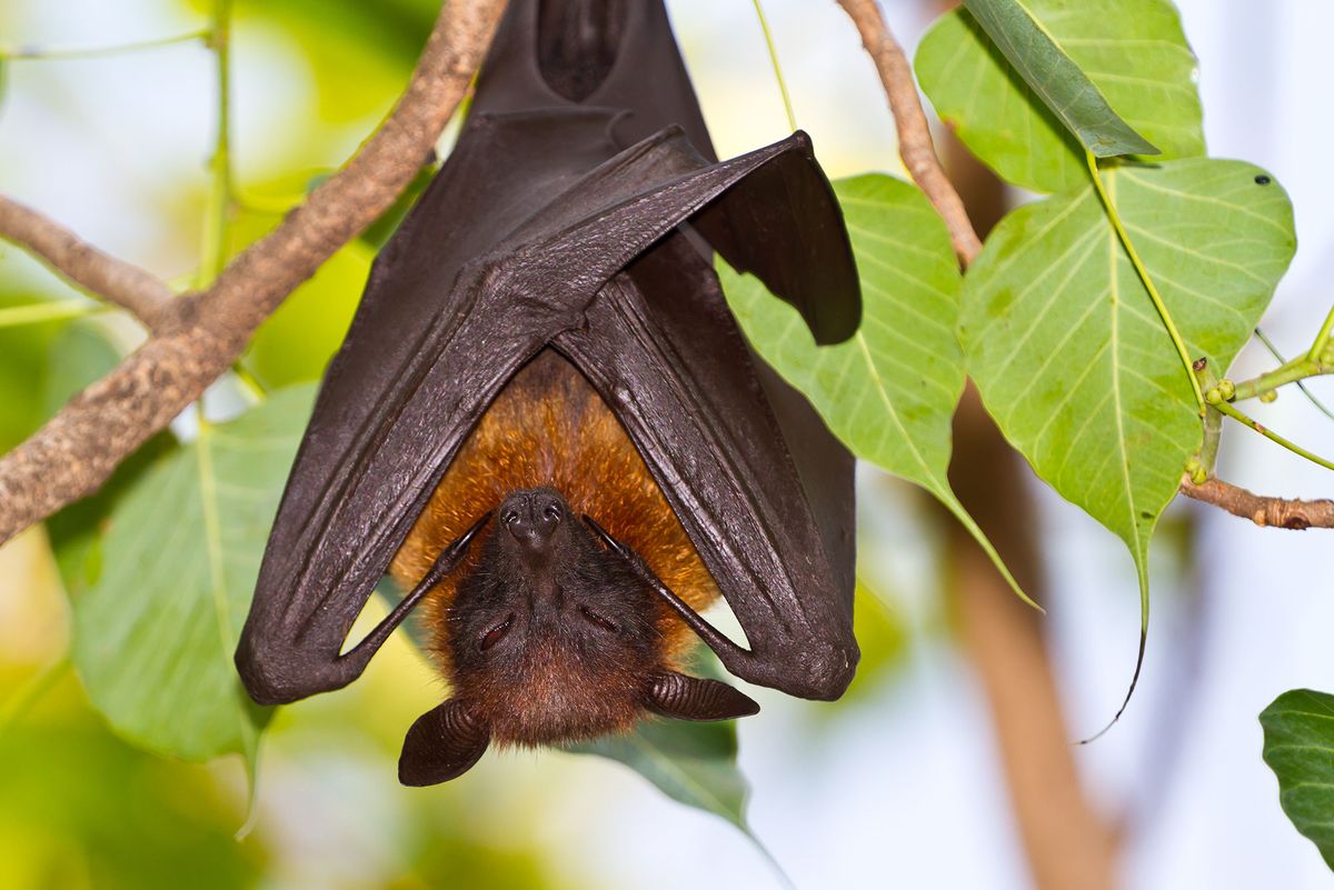 animales murcielagos 6