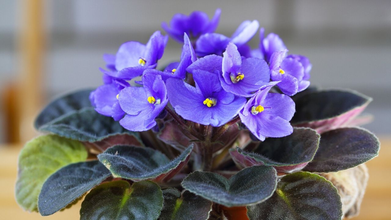 violeta africana planta estancias pequenas