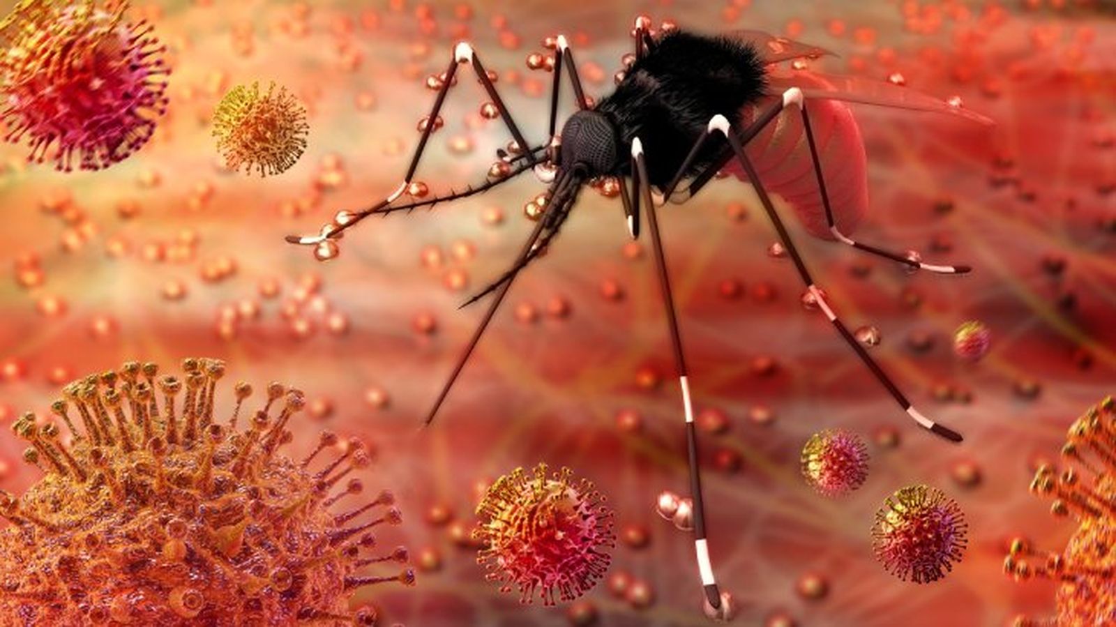 que pasaria si desaparecieran los mosquitos 15