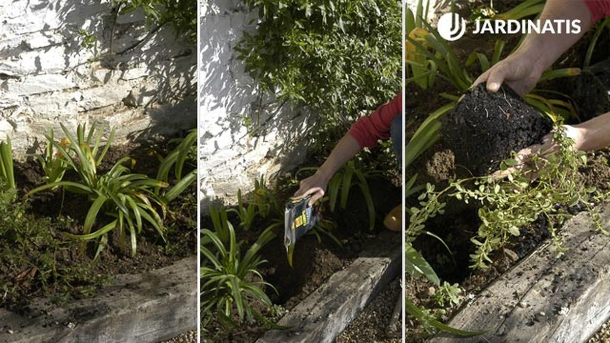 plantacion contra fachada agapanto Ceanothus thyrsiflorus Repens