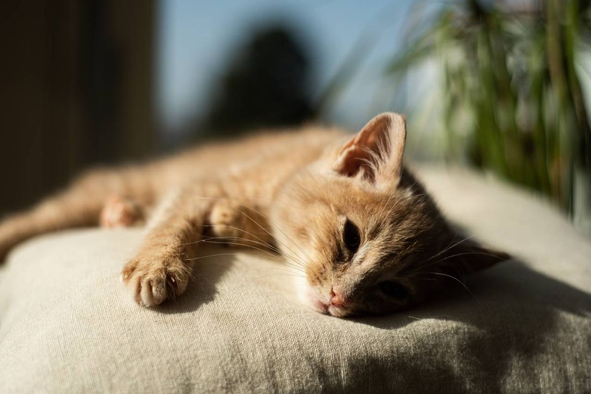 En verano ten cuidado con las altas temperaturas ya que tu gato podría sufrir un golpe de calor