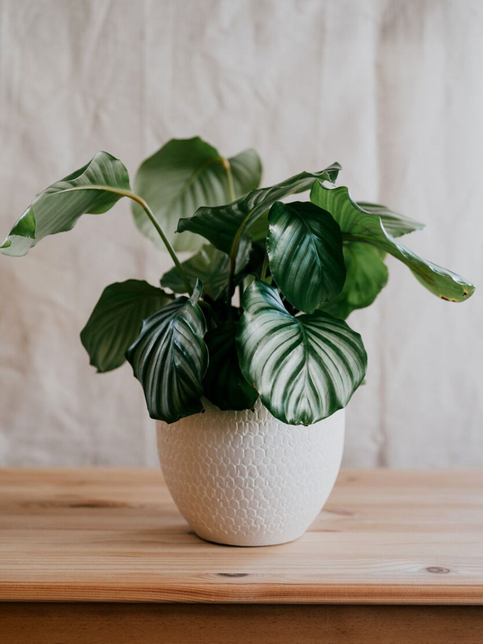 cuidados calathea orbifolia planta de interior