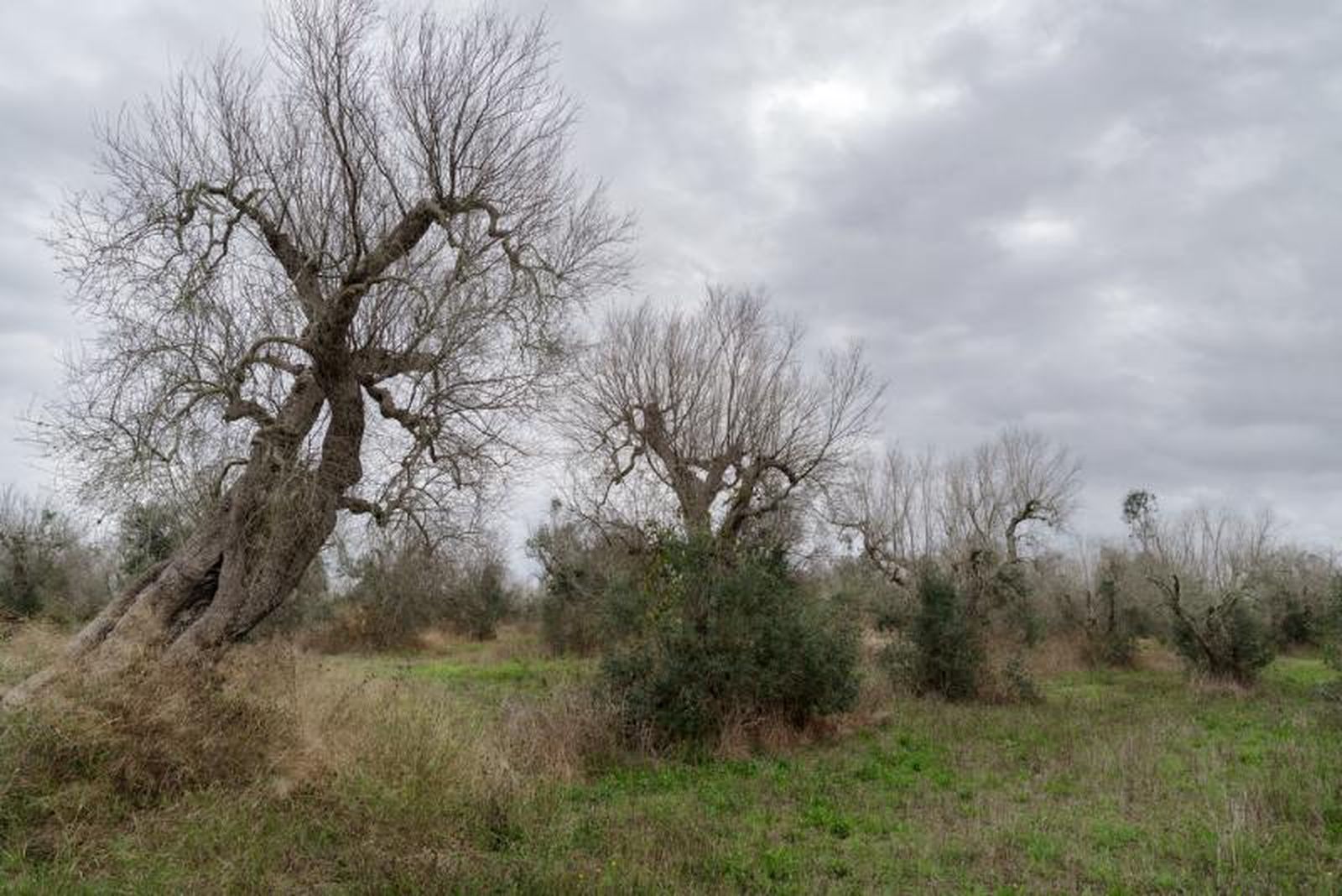 Xylella fastidiosa