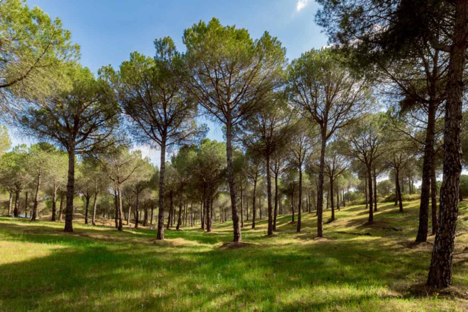 Los árboles tienen un papel fundamental para combatir la contaminación y el exceso de CO₂.