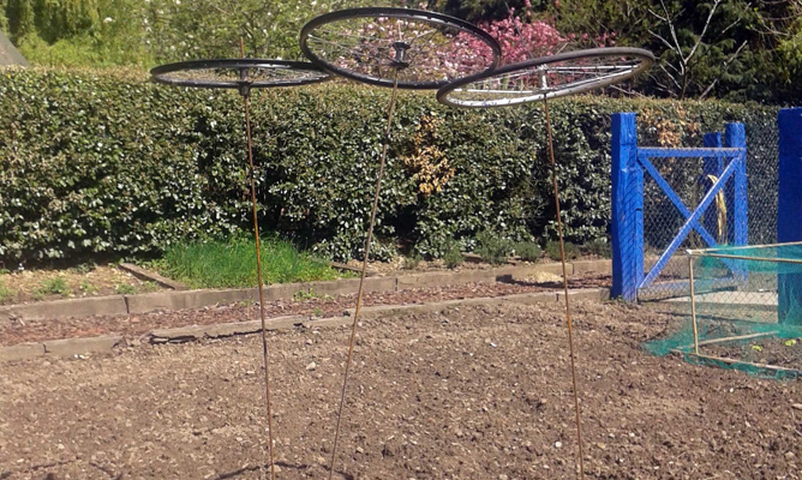 Siembra de judías con tutor reciclado