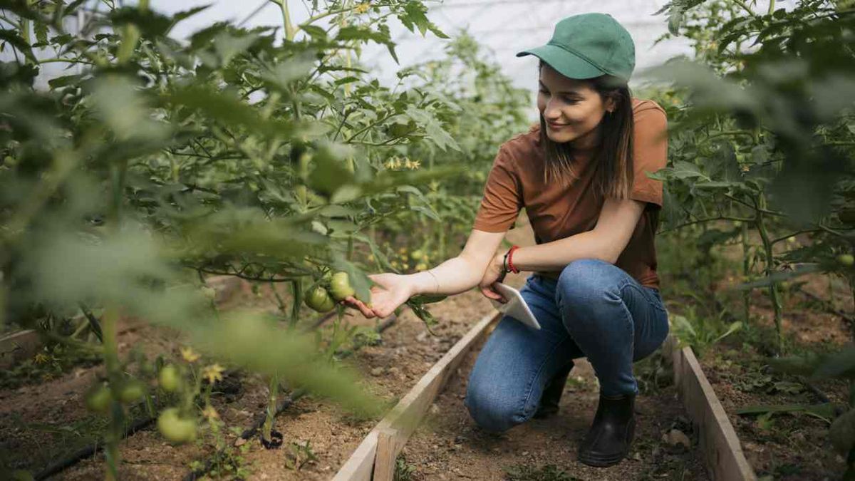 abono 15 15 15 para tomates