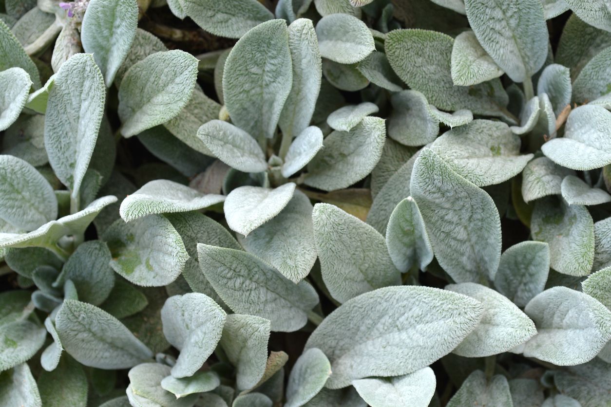 arriete stachys byzantina