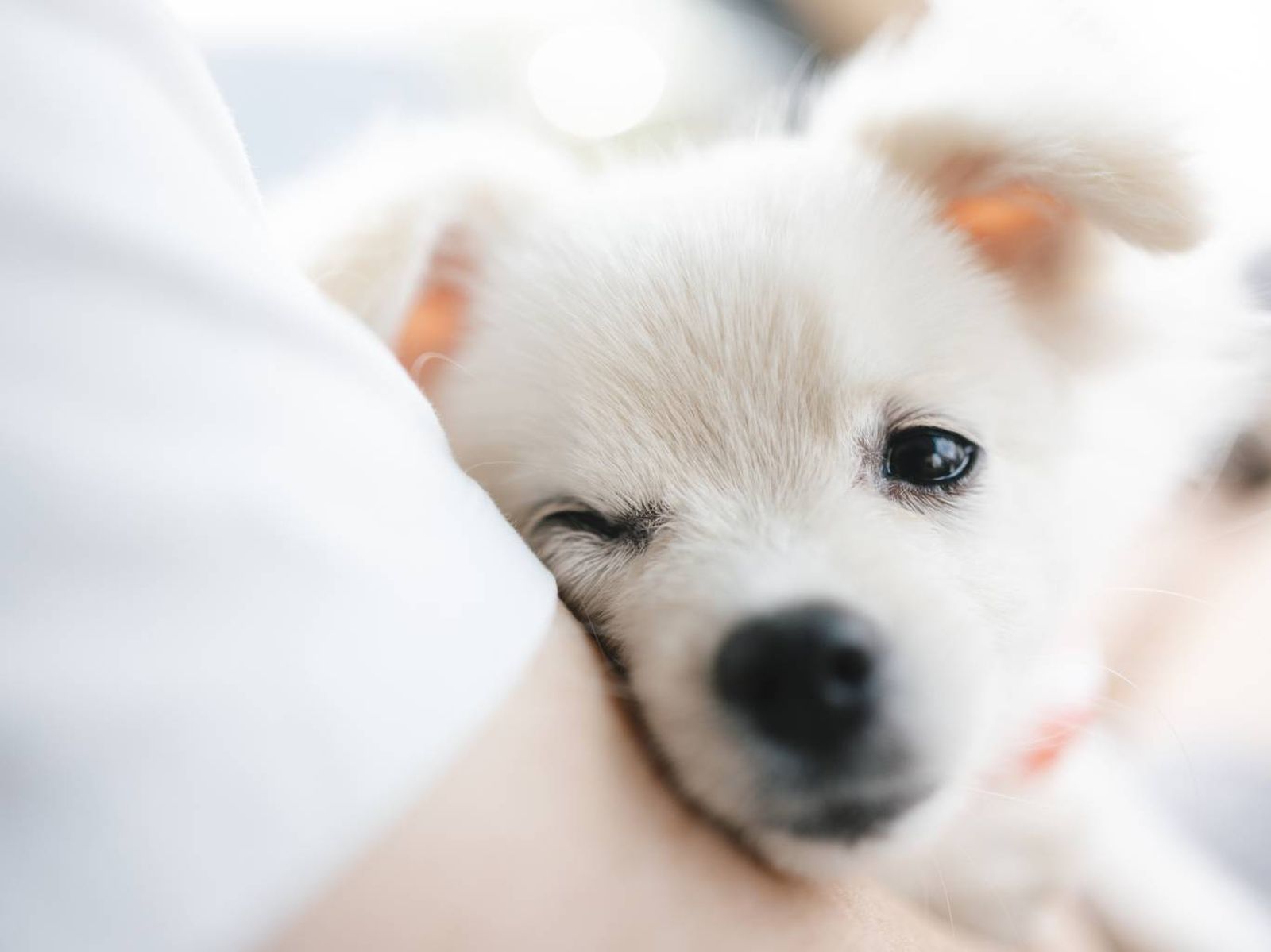 Confirma que tu perro goza de buena salud y no padece enfermedad alguna.