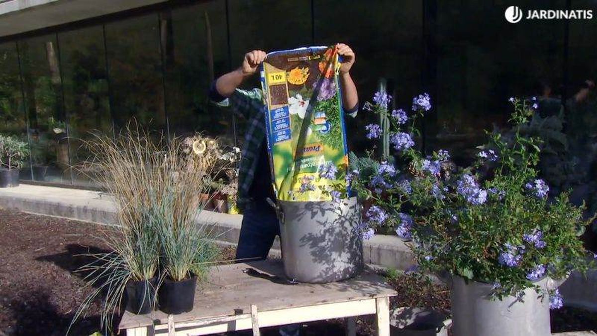 Trasplante a un nuevo contenedor.