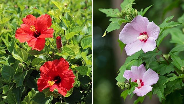 cuidados del hibisco en el jardin