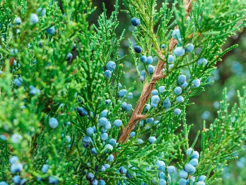 Juniperus virginiana