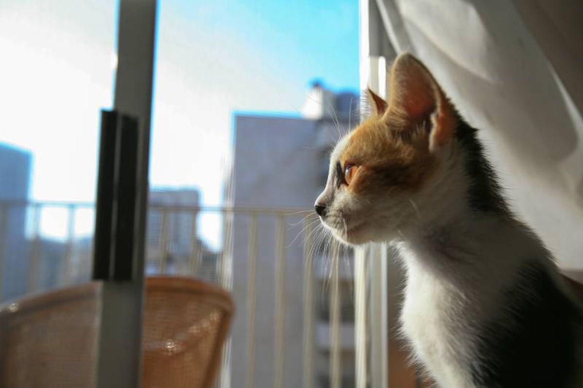 Observar por la ventana el mundo exterior puede ser un auténtico factor de riesgo para tu gato.