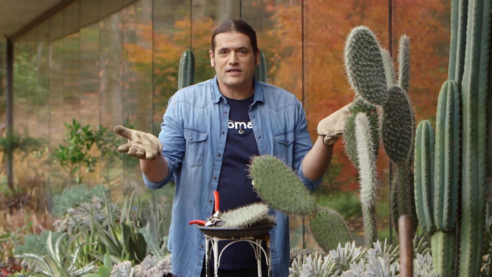 969 carcteristicas opuntias