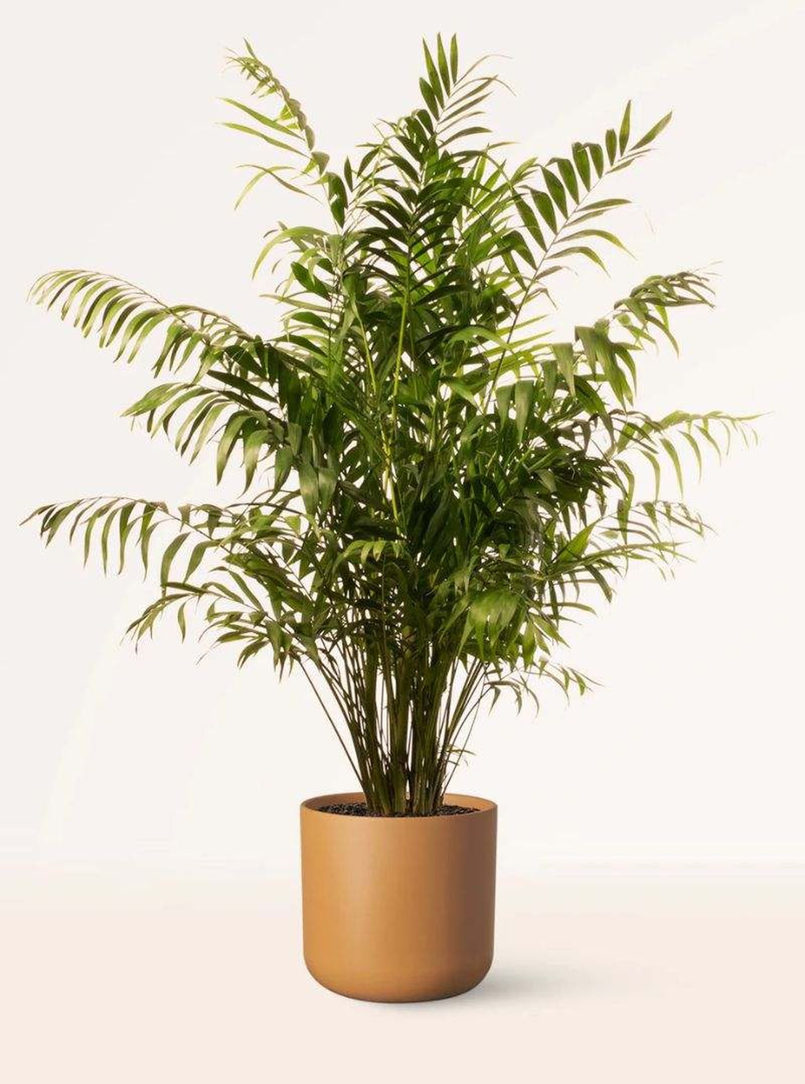 Chamaedorea Elegans