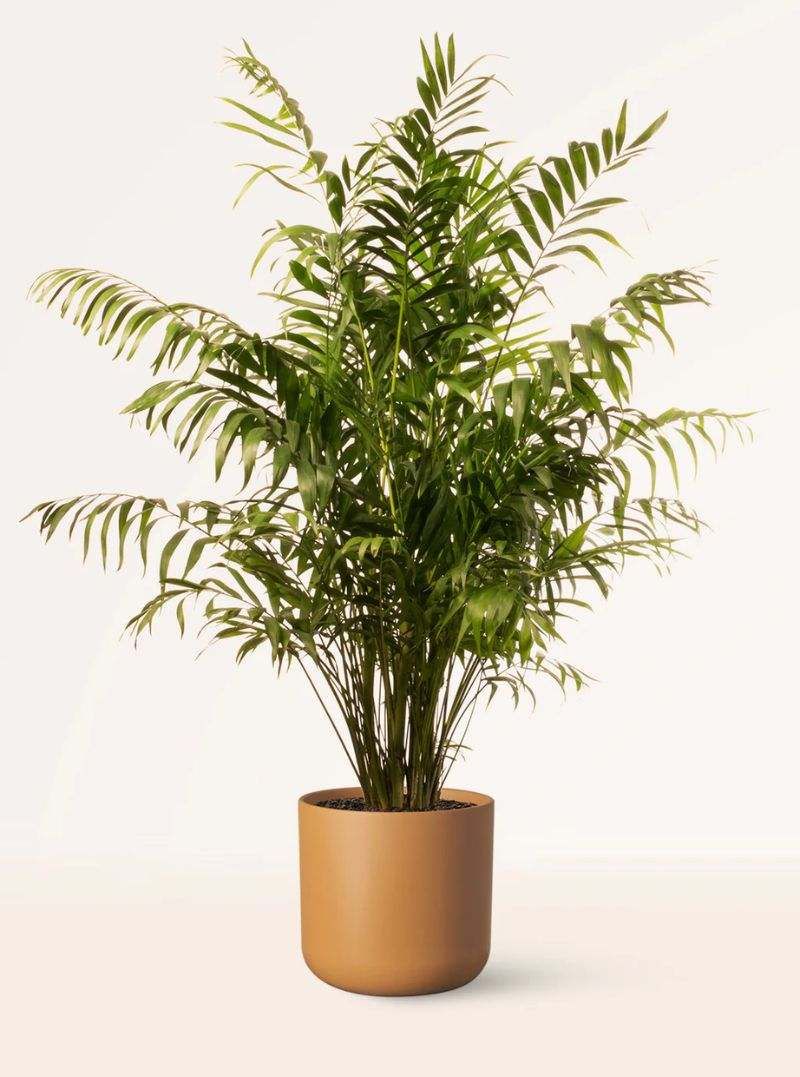 Chamaedorea Elegans