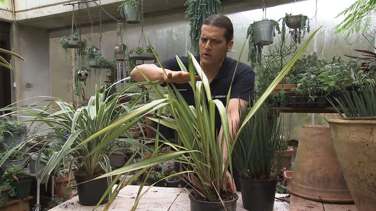 deco 768 jardin Phormium tenax