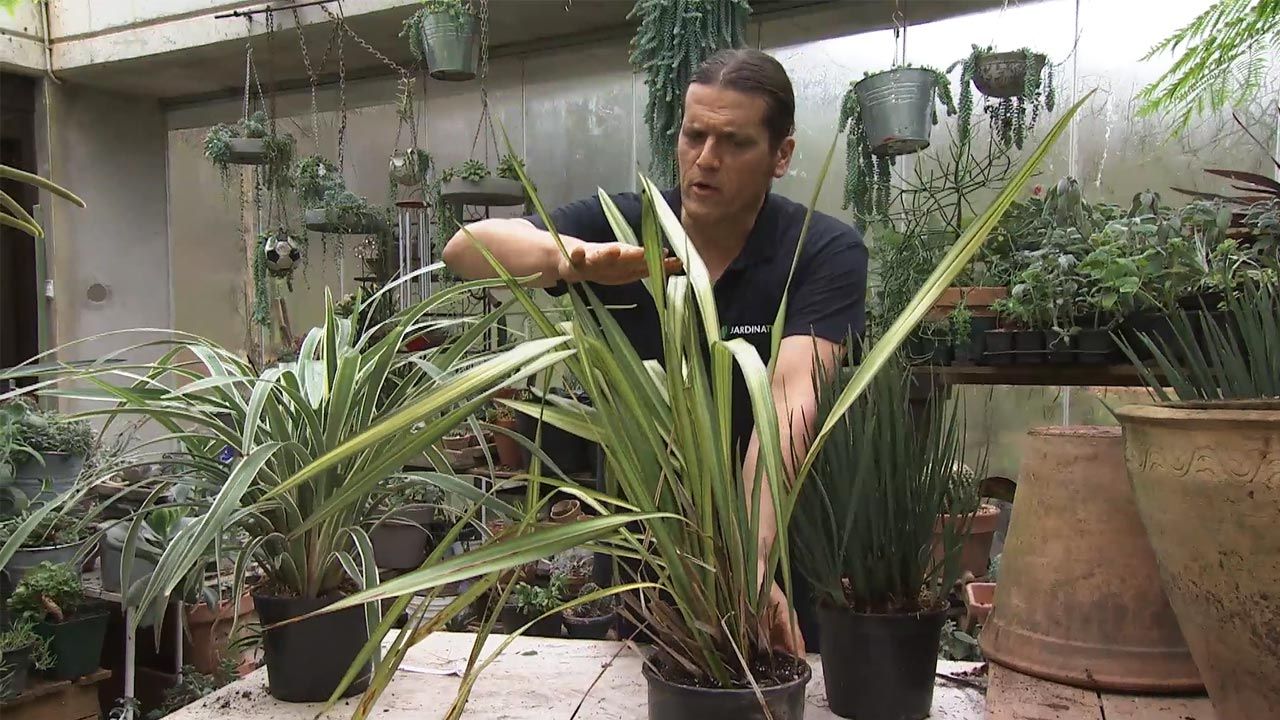 deco 768 jardin Phormium tenax